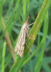 Chrysocramboides craterella