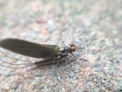 Ephemerella subvaria