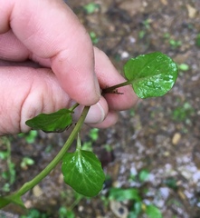 Cardamine rotundifolia