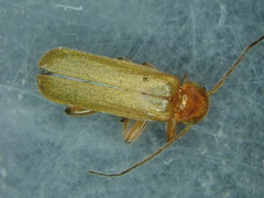 Cantharis cryptica
