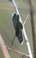 Melanis acroleuca acroleuca