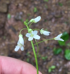 Cardamine rotundifolia