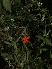 Hibiscus aponeurus