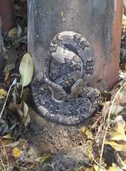 Trimorphodon biscutatus