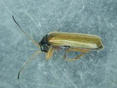 Rhagonycha lignosa