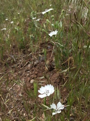 Blepharipappus scaber