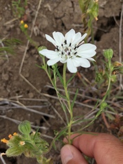 Blepharipappus scaber
