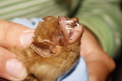 Lasiurus intermedius