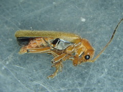 Cantharis cryptica