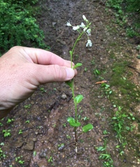 Cardamine rotundifolia