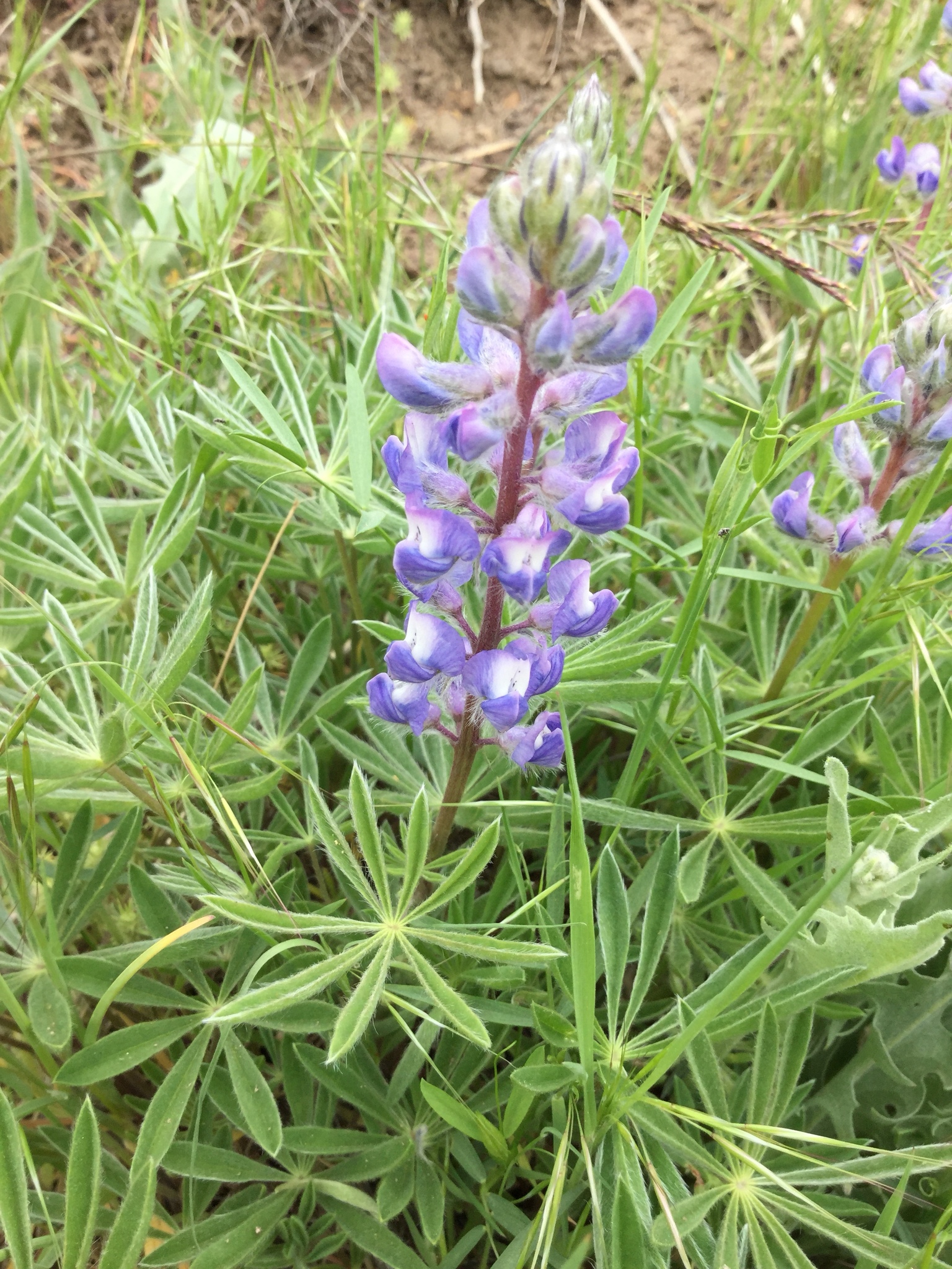 Lupinus nevadensis