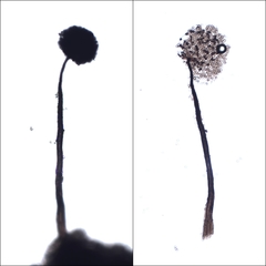 Cribraria microcarpa