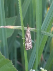 Chrysocramboides craterella