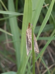 Chrysocramboides craterella