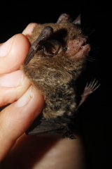 Myotis velifer