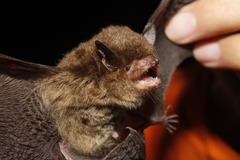 Myotis velifer