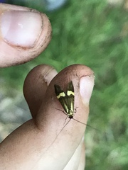Nemophora degeerella
