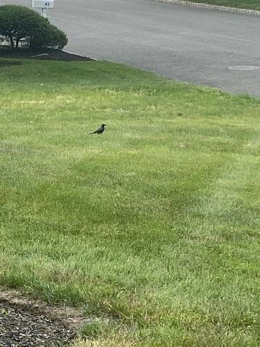 photo of Common Grackle (Quiscalus quiscula)