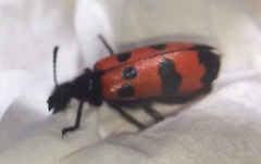 Mylabris quadripunctata