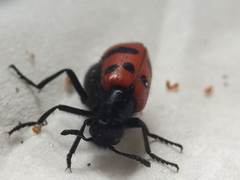 Mylabris quadripunctata