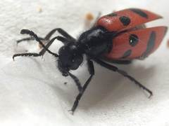Mylabris quadripunctata