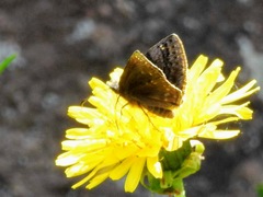 Erynnis icelus