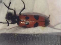 Mylabris quadripunctata