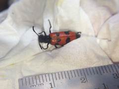 Mylabris quadripunctata