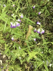 Collinsia multicolor