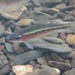Rosyside Dace - Photo (c) tystephenson, some rights reserved (CC BY-NC)