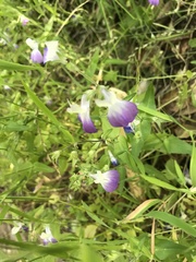 Collinsia multicolor