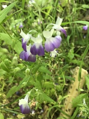 Collinsia multicolor