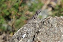 Liolaemus valdesianus