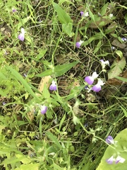 Collinsia multicolor