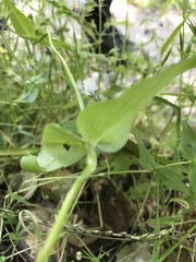 Collinsia multicolor