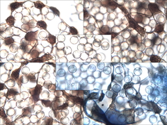 Cribraria microcarpa