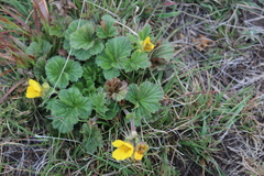 Geum capense