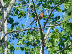 Turdus migratorius image