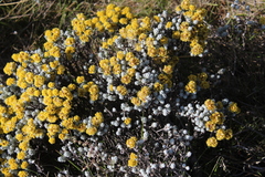 Helichrysum trilineatum