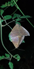 Ophisma