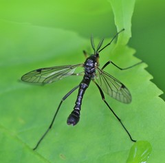 Tanyptera nigricornis