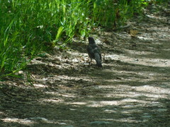 Turdus migratorius image