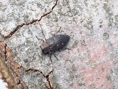 Chrysobothris affinis