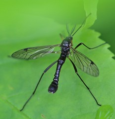 Tanyptera nigricornis