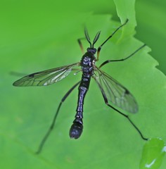 Tanyptera nigricornis