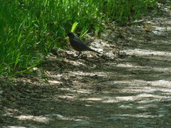 Turdus migratorius image