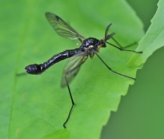 Tanyptera nigricornis