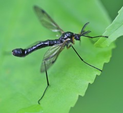 Tanyptera nigricornis