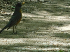 Turdus migratorius image