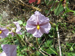 Lycianthes peduncularis